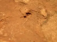 Snapping turtle 4.webp