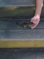 chipmunk.webp