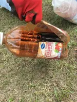 Flint River 2017 (2).webp