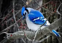 DSCN5850-2.webp