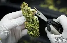 th1IIEOSAA pot.webp