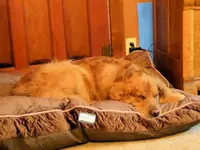 Duke new bedA.webp