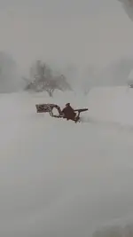 untitled buffalo.webp