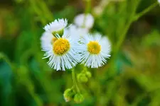 Fleabane_1800.webp