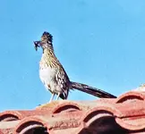 oor Lizard.webp