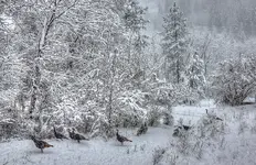 2222222.webp