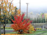 Fall color1.webp