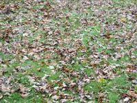 my lawnA.webp