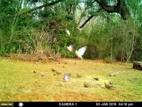 doves 1.webp