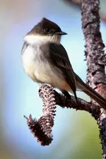 T14.webp