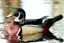 T16.webp