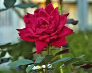 DSCN0464_2400.webp