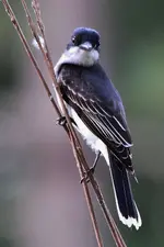 T17.webp