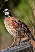 T19.webp