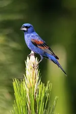 T21.webp
