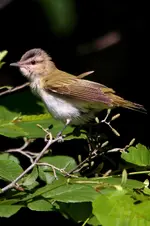 T22.webp