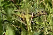 T22.webp