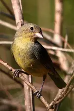 T23.webp