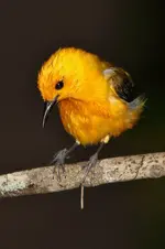 T27.webp