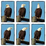 eagle talk.webp