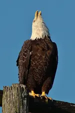 T29.webp