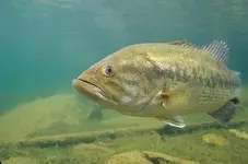 largemouth504.webp