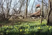 homestead in bloom.webp