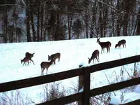 deer 001.webp