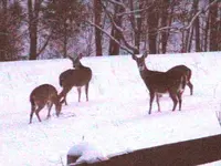 deer 003.webp