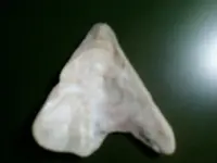shell point2.webp