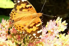 paintedlady1.webp