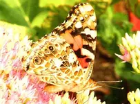 paintedlady2.webp