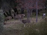 deer 108 001.webp