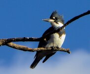 kingfisher 120217-2.jpg