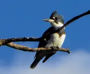 kingfisher 120217-2.webp