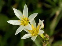 flower_2.webp