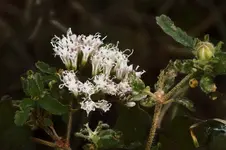 flower_1.webp