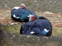 duck_2.webp
