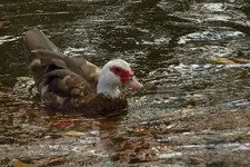 duck_1.webp duck_1.webp