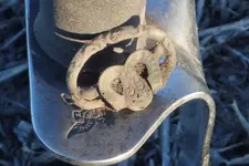 Schultzes Buckle Freeze Out 001.webp