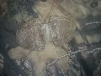 15152521908621012300097.webp