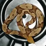copperhead4.webp