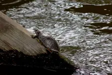 DSCN1331.webp