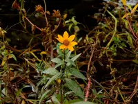 DSCN1334.webp