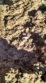 Half Real dirt shot.webp