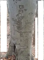 ridge tree 2.webp ridge tree 2.webp