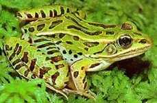 northern_leopard_frog.jpg