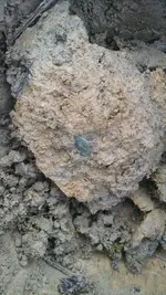 LC1 dirt.webp