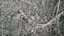 LC2dirt.webp