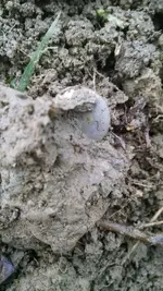 Button dirt.webp